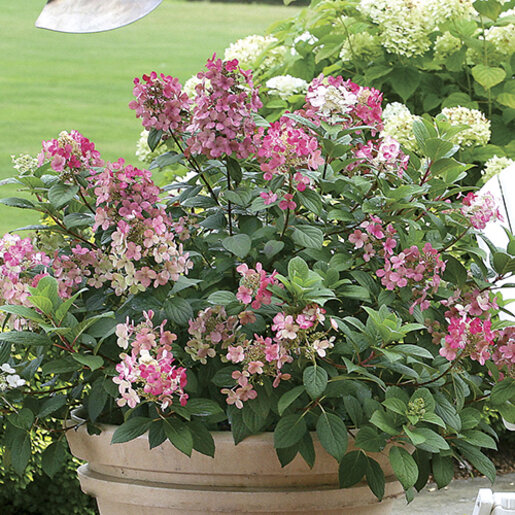 Hydrangea paniculata Little Quick Fire Proven Winners Panicle
